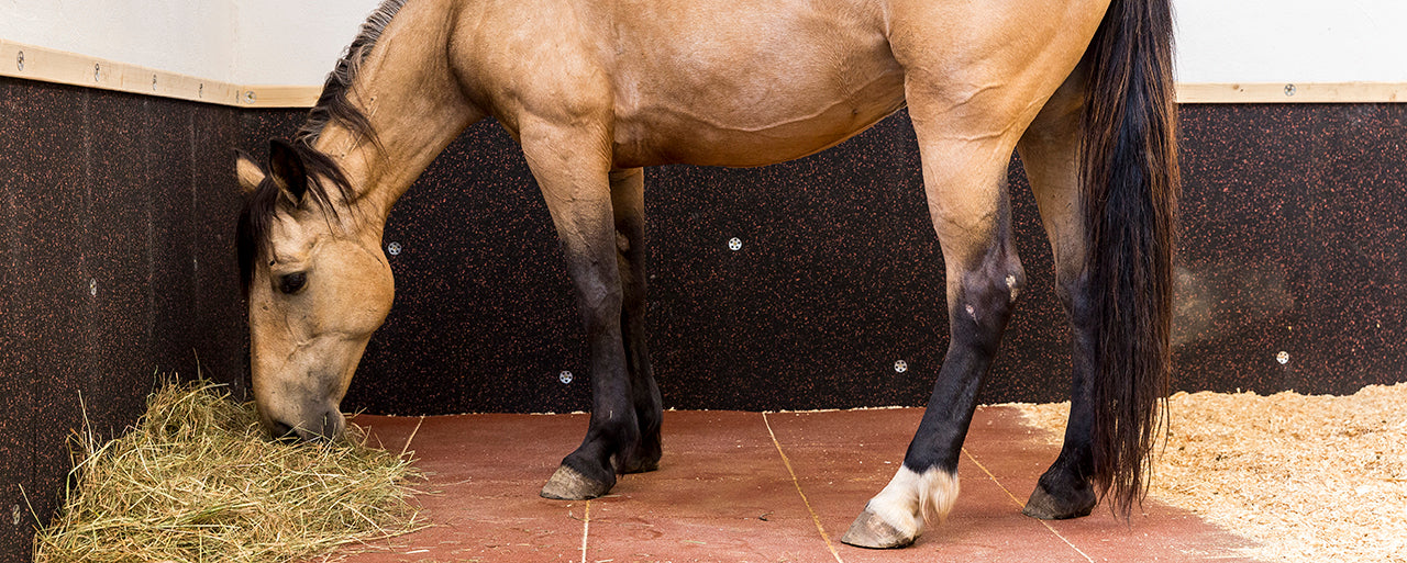 Pferdebox gestalten: 7 Tipps, wie sich das Pferd in der Box wohl fühlt