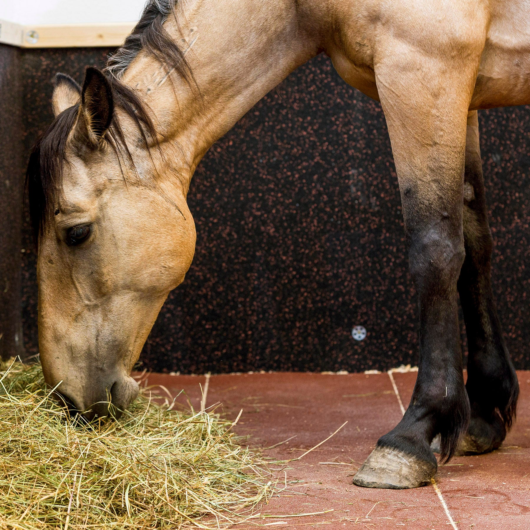 Stallmatte 50 x 50 cm